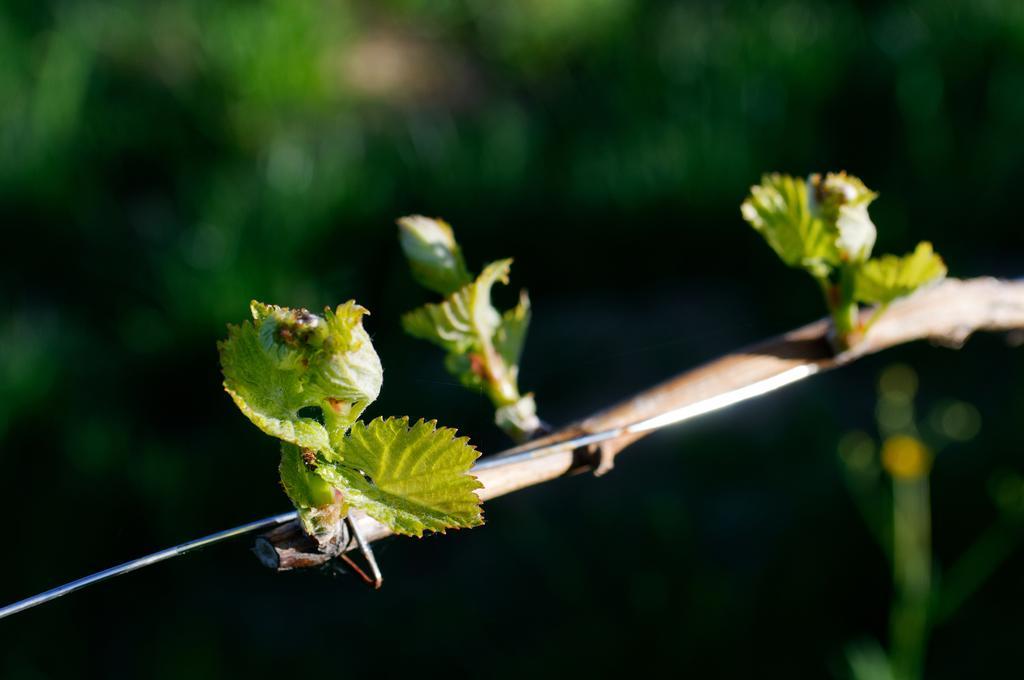 Weingut Winzerzimmer Rothschaedl Leutschach Exterior foto